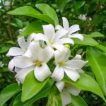 Муррайя метельчатая гималайская – Murraya Paniculata Himalai