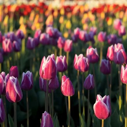 Тюльпановые поля (Tulip Fields)