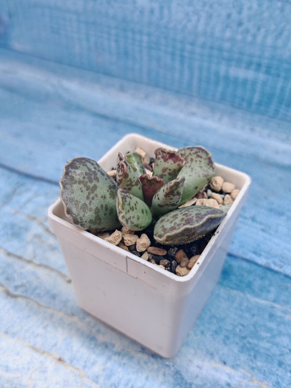 Adromischus Cooperi (Адромискус)
