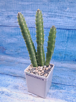 Stapelia Gigantea (Стапелия)