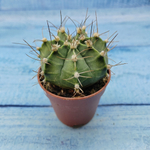 Gymnocalycium Friedrichii (Гимнокалициум)