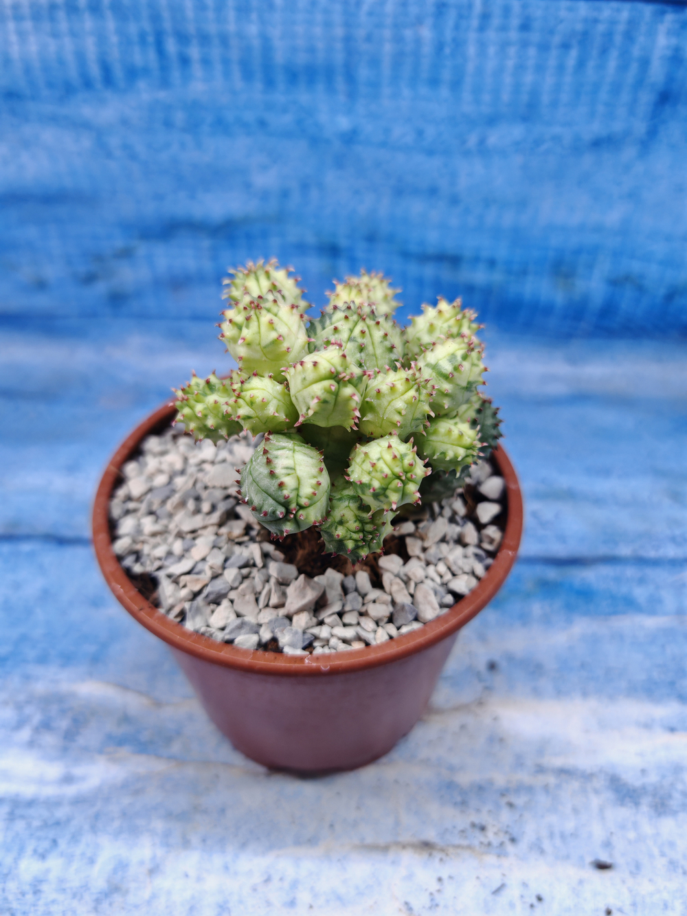 Euphorbia Pseudoglobosa variagate (Эуфорбия)