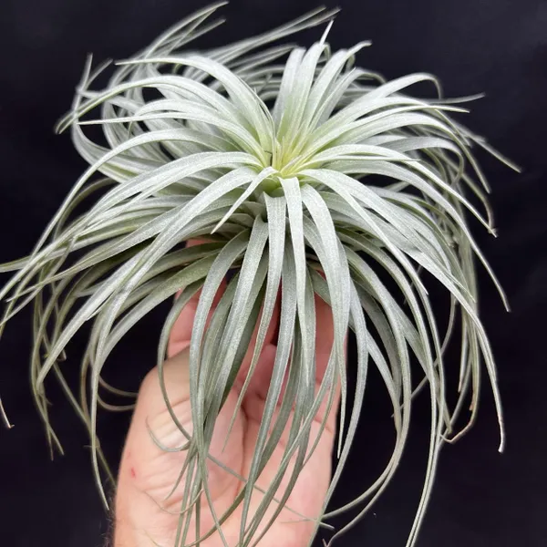 Тилландсия Хьюстон Tillandsia Houston, атмосферное растение