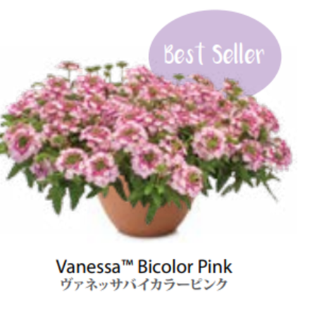 ЕВРО Вербена Vanessa Bicolor Pink укорененный ЕВРО черенок февраль поставка 21