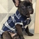Кофта - рубашка фланелевая для мелких пород собак и кошек «BRO Style», цвет черный, р XL