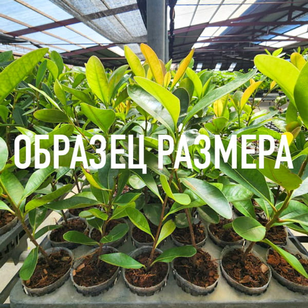 Пелтофорум птерокарпум – Peltophorum pterocarpum