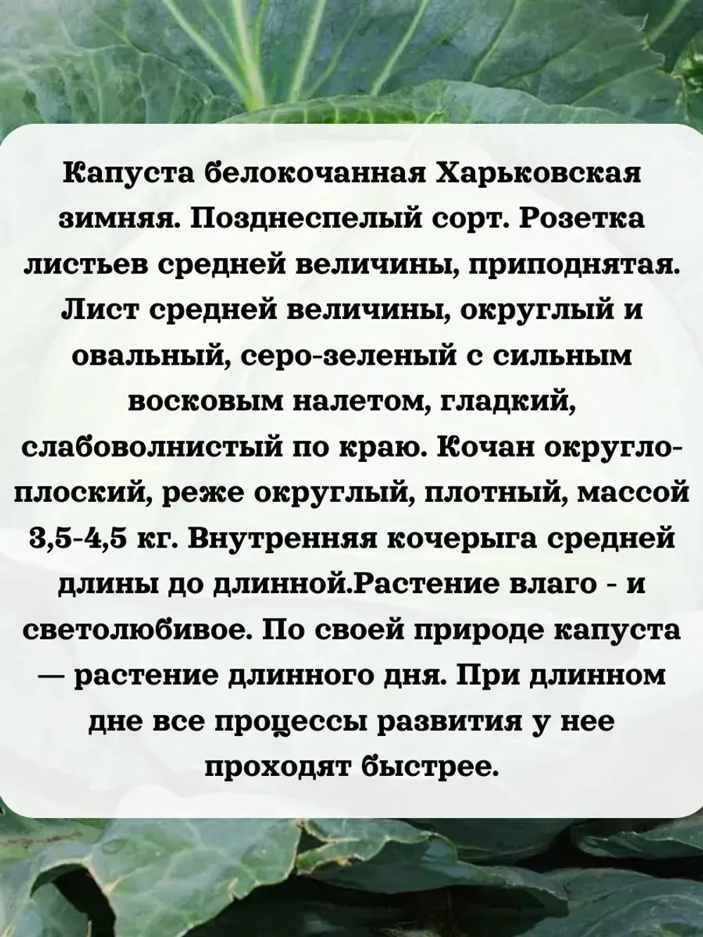 Семена капуста белокочанная Харьковская зимняя 1 гр