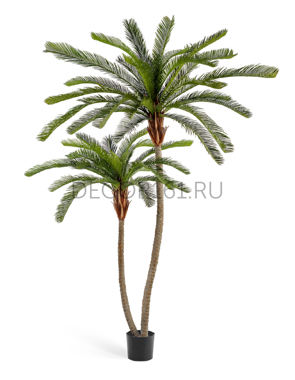 Пальма Цикас двухствольная (сборная) в-230/250 см 1/1 10.33308N