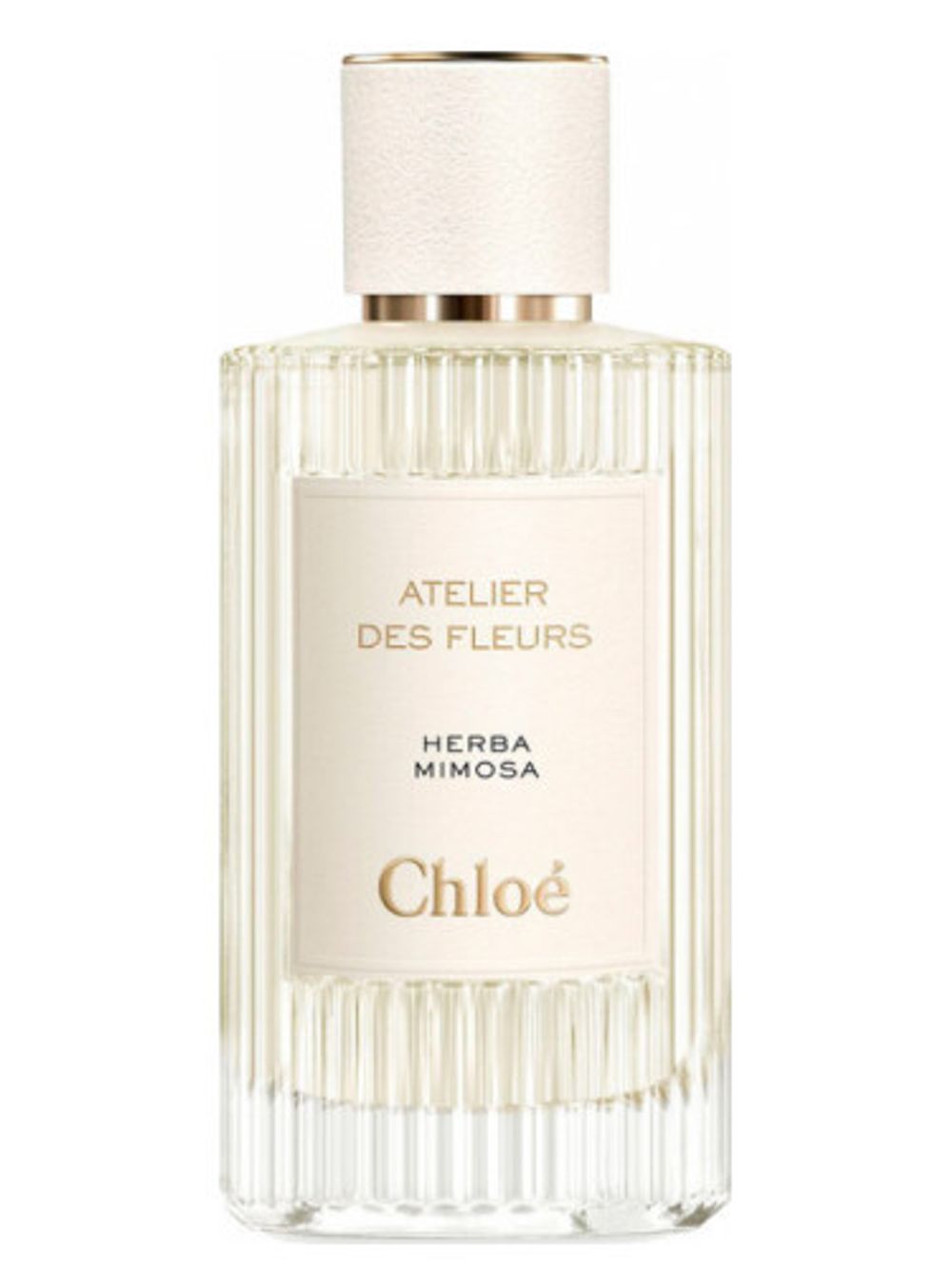Chloe Herba Mimosa
