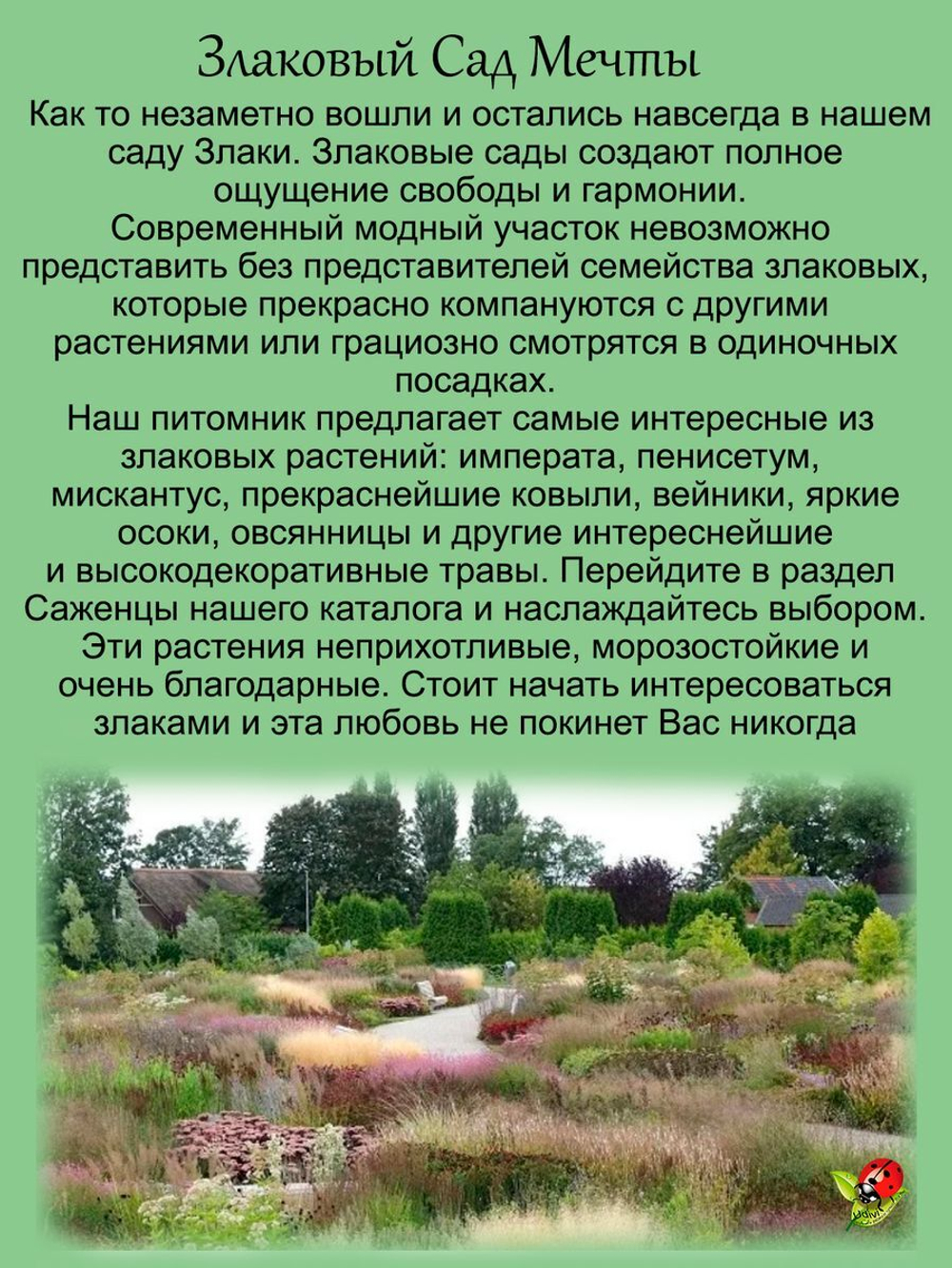 Злак Мискантус китайский Монинг Лайт многолетник