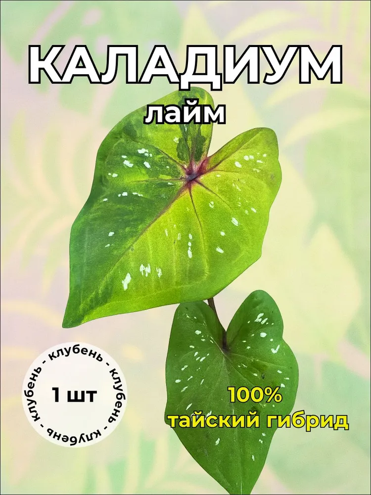 Каладиум "Лайм" клубень
