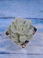 Echeveria Lola (Эхеверия)