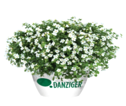 ЕВРО Бакопа (Scopia) Compact White укорененный ЕВРО черенок НАЧАЛО ЯНВАРЯ поставка 5