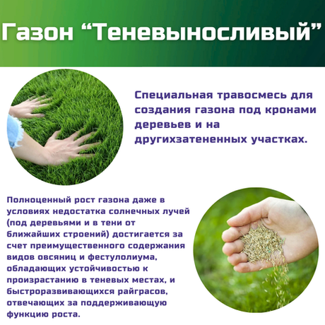 Семена газонной травы, травосмесь Теневыносливый газон, 1 кг/овсяница красная, овсяница тростниковая, фестулолиум, райграс однолетний, овсяница луговая, райграс пастбищный/Газон Сити
