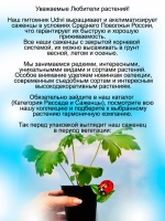 Дельфиниум Розовый с белой пчёлкой
