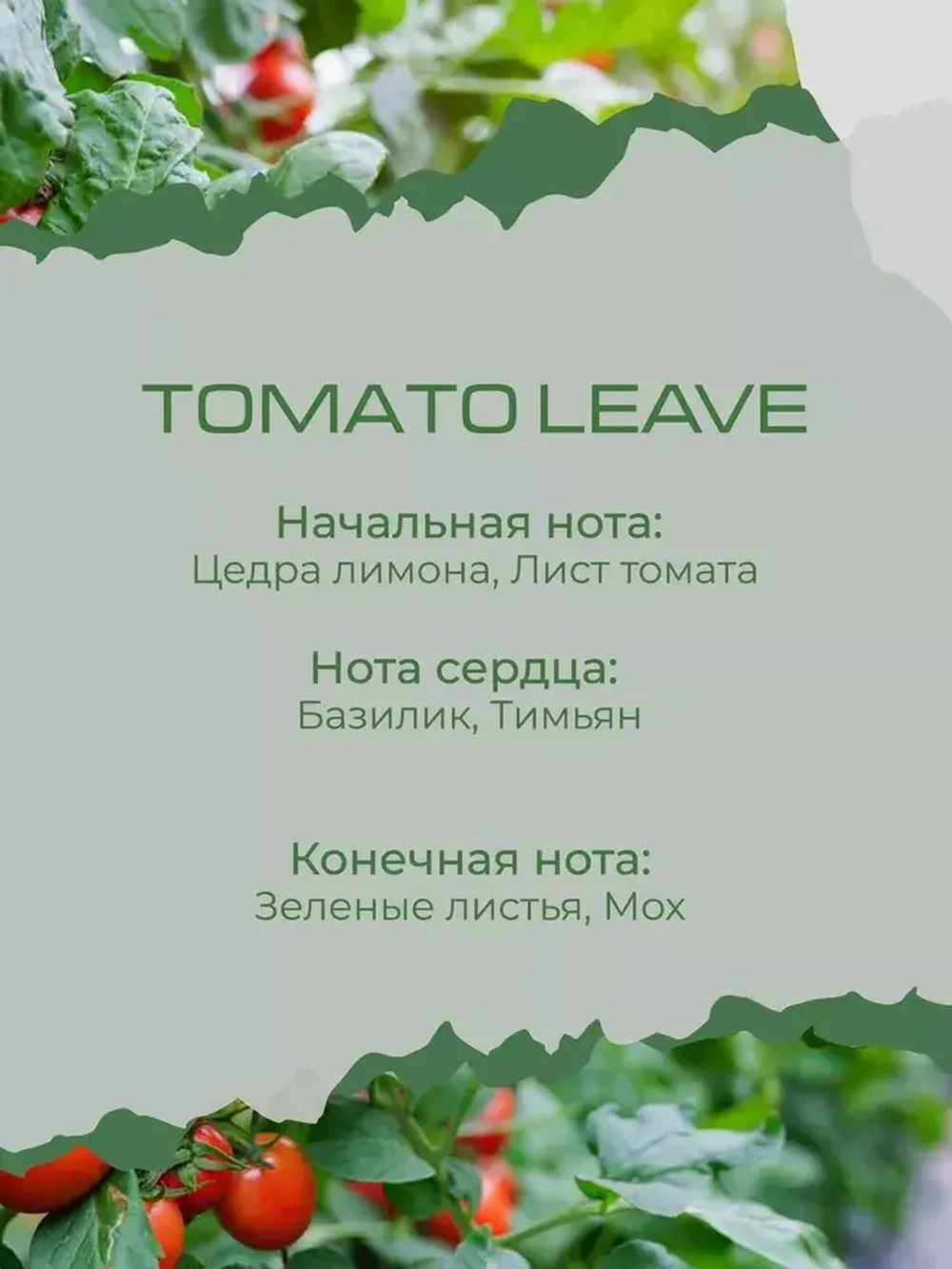 Свеча ТОМАТНЫЕ ЛИСТЬЯ (TOMATO LEAVE)