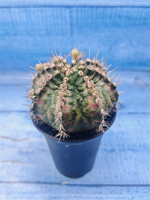 Gymnocalycium T-Rex Pink hybrid (Гимнокалициум)