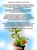Форзиция Голден Тайм Золотое время вариегатная