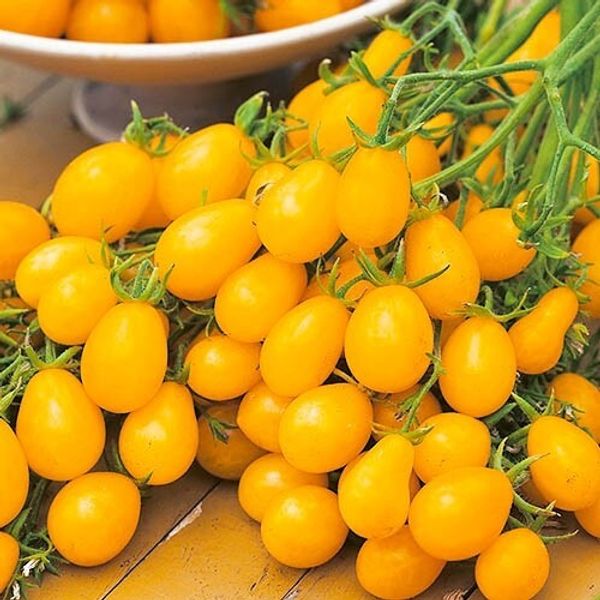 Какие бывают типы томата? Какие бывают типы томата?