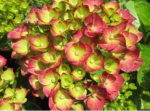Rebelion Pistachio Love р9 (0.5л.) 2027 г.