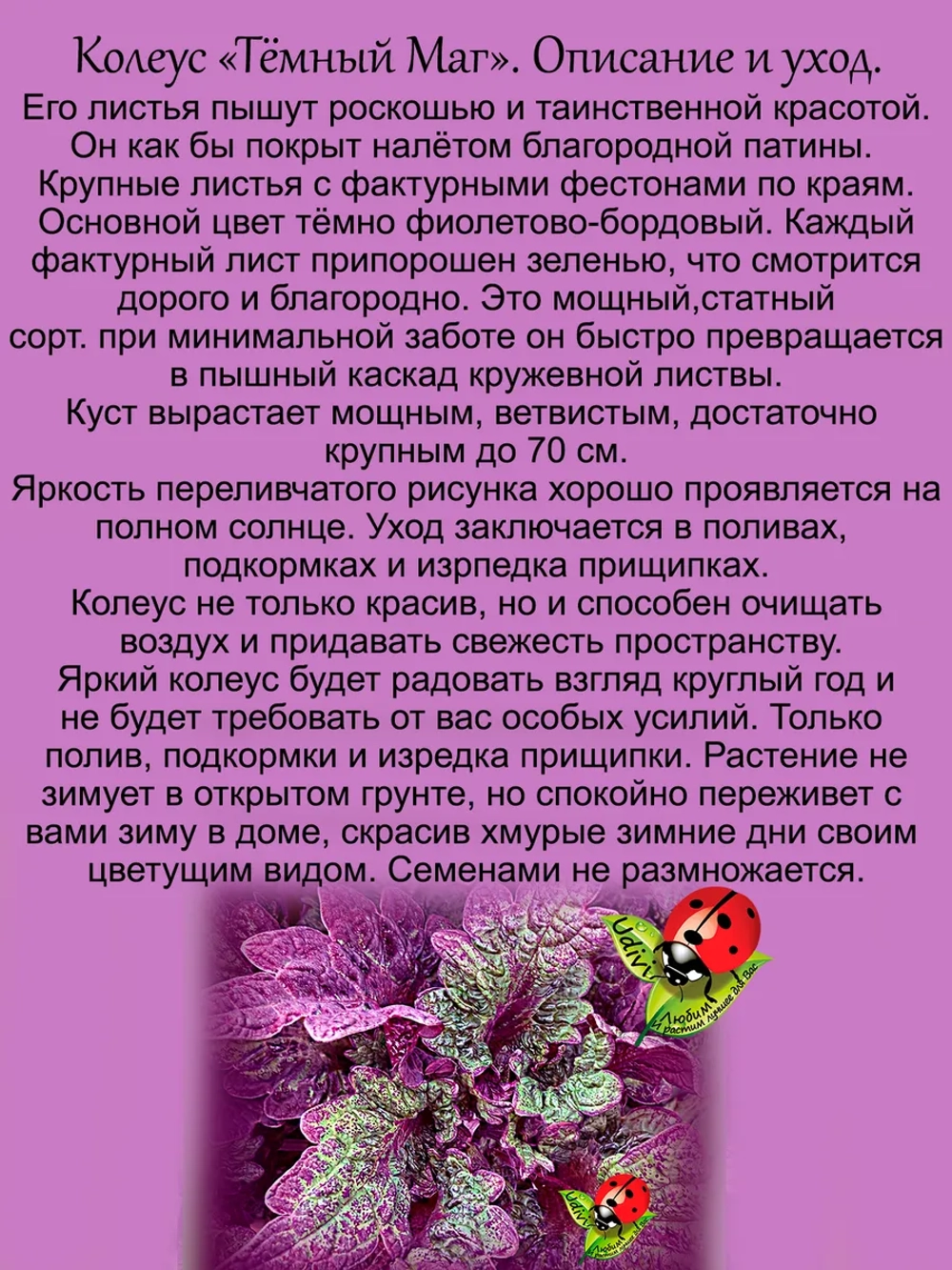 Колеус Тёмный Маг вегетативный