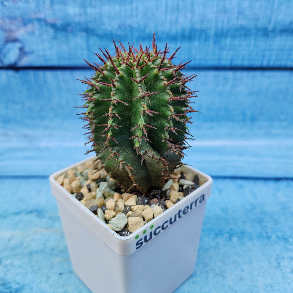 Euphorbia Horrida (Эуфорбия)