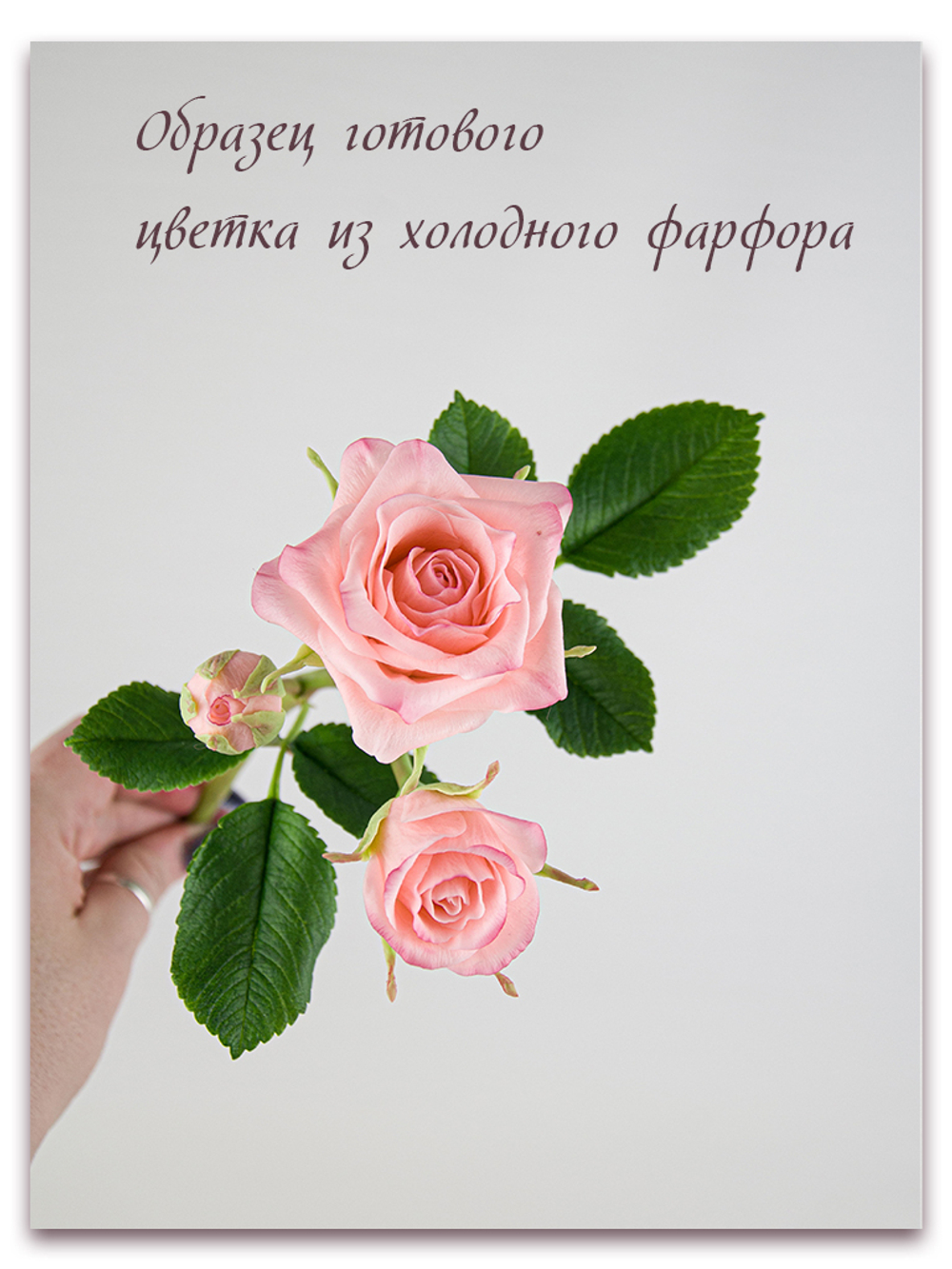 Лепестки спрей розы