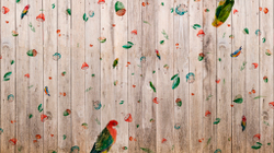 WONDERLAND 4