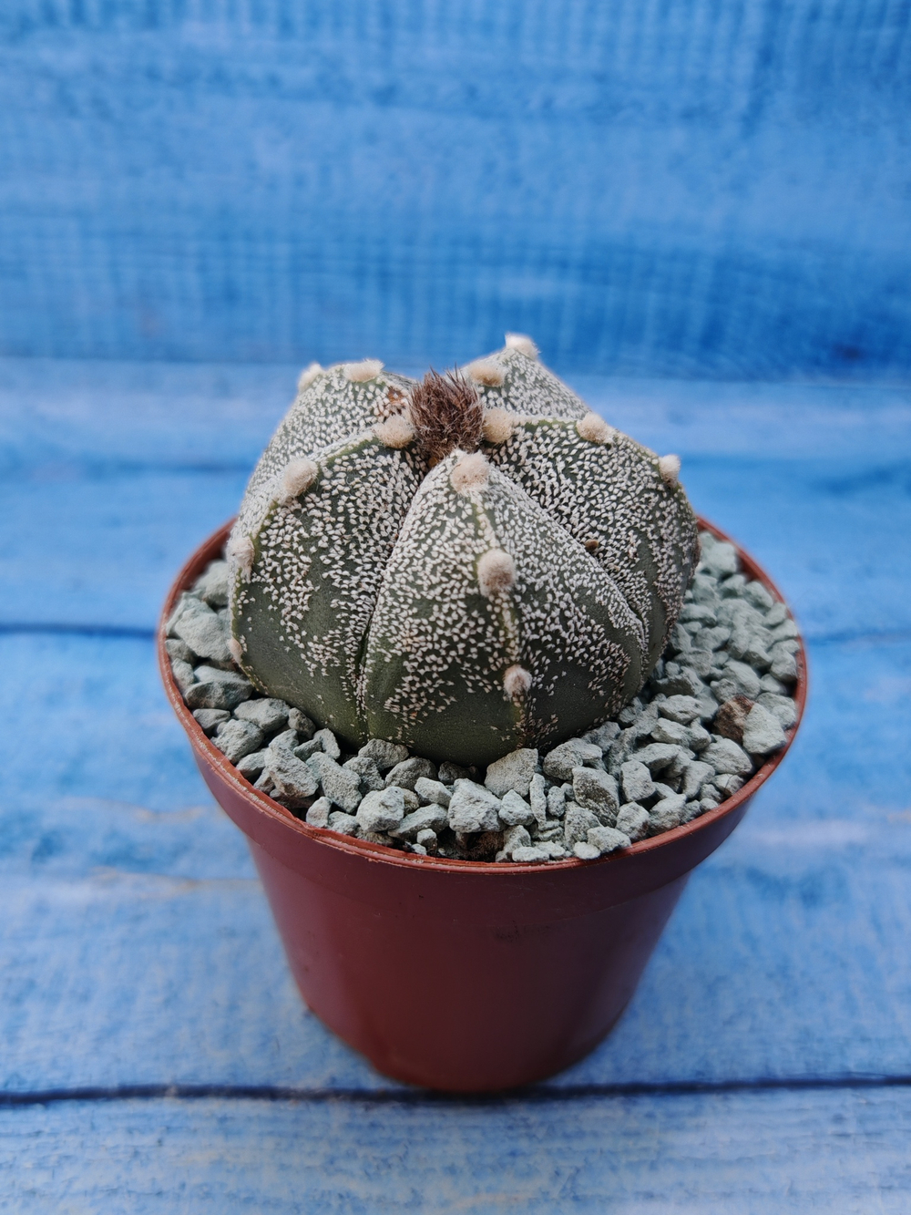 Astrophytum Asterias "Super Kabuto" (Астрофитум)