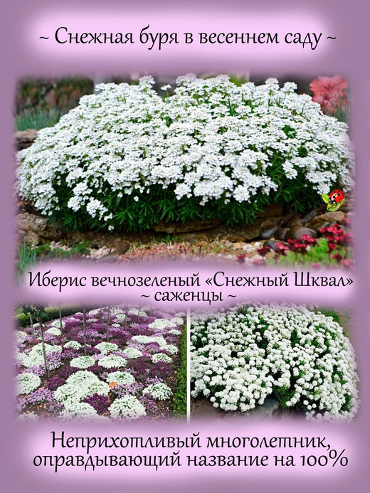 Иберис Снежный Шквал вечнозелёный многолетник