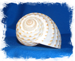 Tonna tessellata