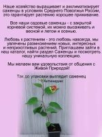 Актинидия коломикта Фестивальный мужской сорт