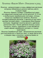 Яснотка крапчатая Серебристый Маяк Беакон Сильвер