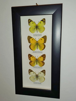 Бабочки Желтушки Colias в рамке