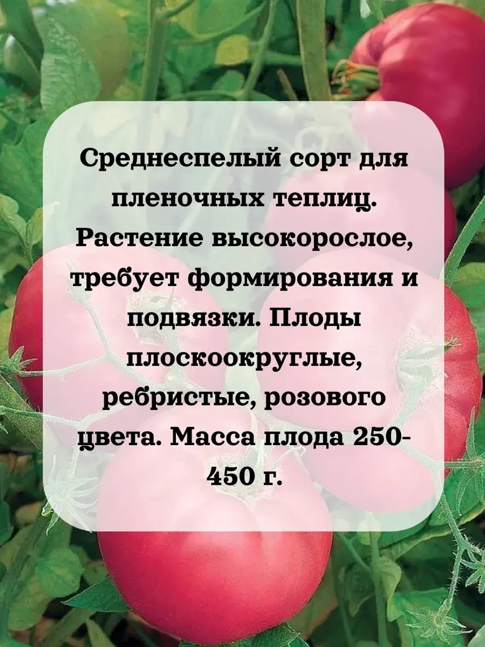 Семена Томат Бренди розовый 0.2 гр