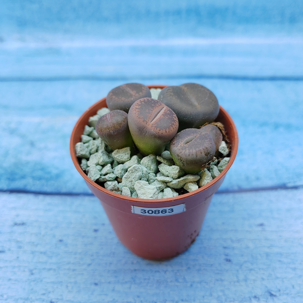 Lithops sp. (Литопсы)