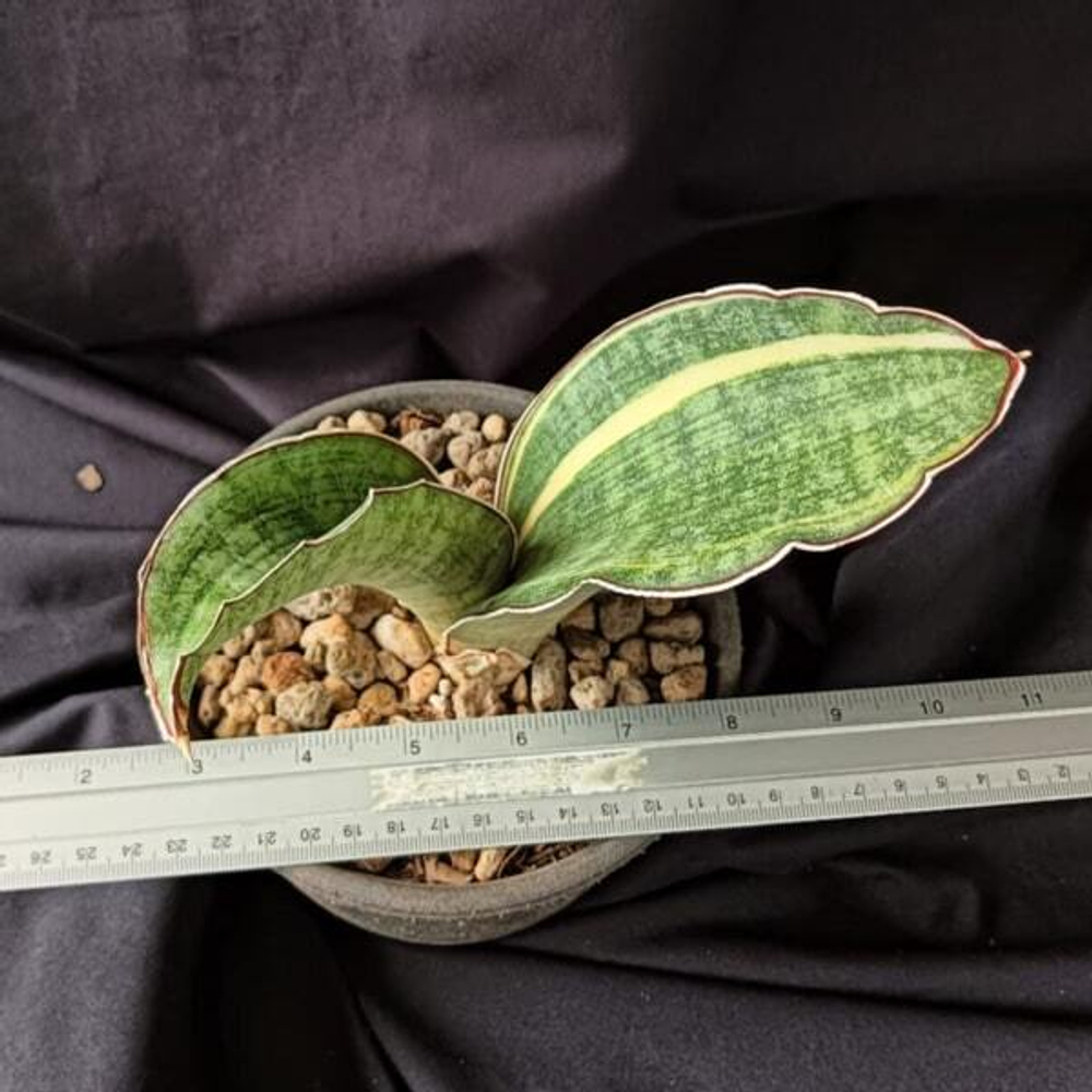 Сансевиерия SCIMITARIFORMIS R944 VAR