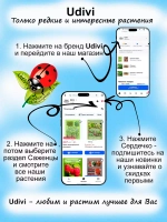 Хоста Абиква Дринкин Гурд Голубая чашеобразная