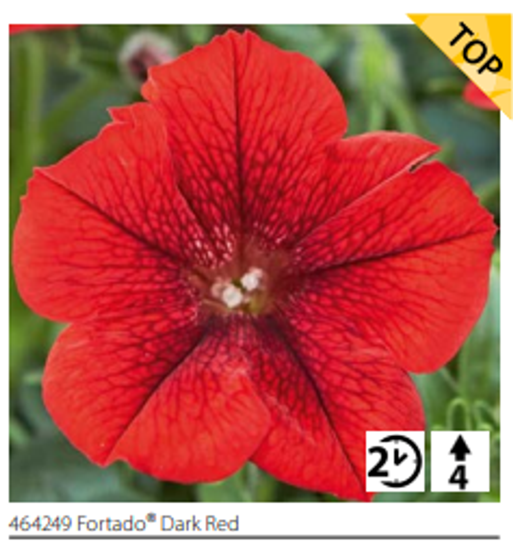 ЕВРО Петуния Fortado Dark Red (Volmary) укоренный черенок НАЧАЛО/СЕРЕДИНА ФЕВРАЛЯ поставка 14