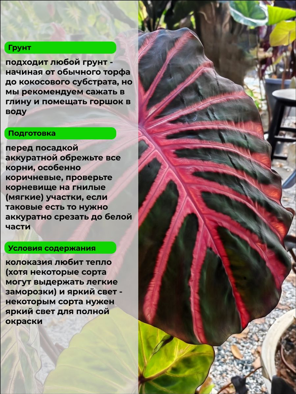 Колоказия Призрачный гонщик корневище