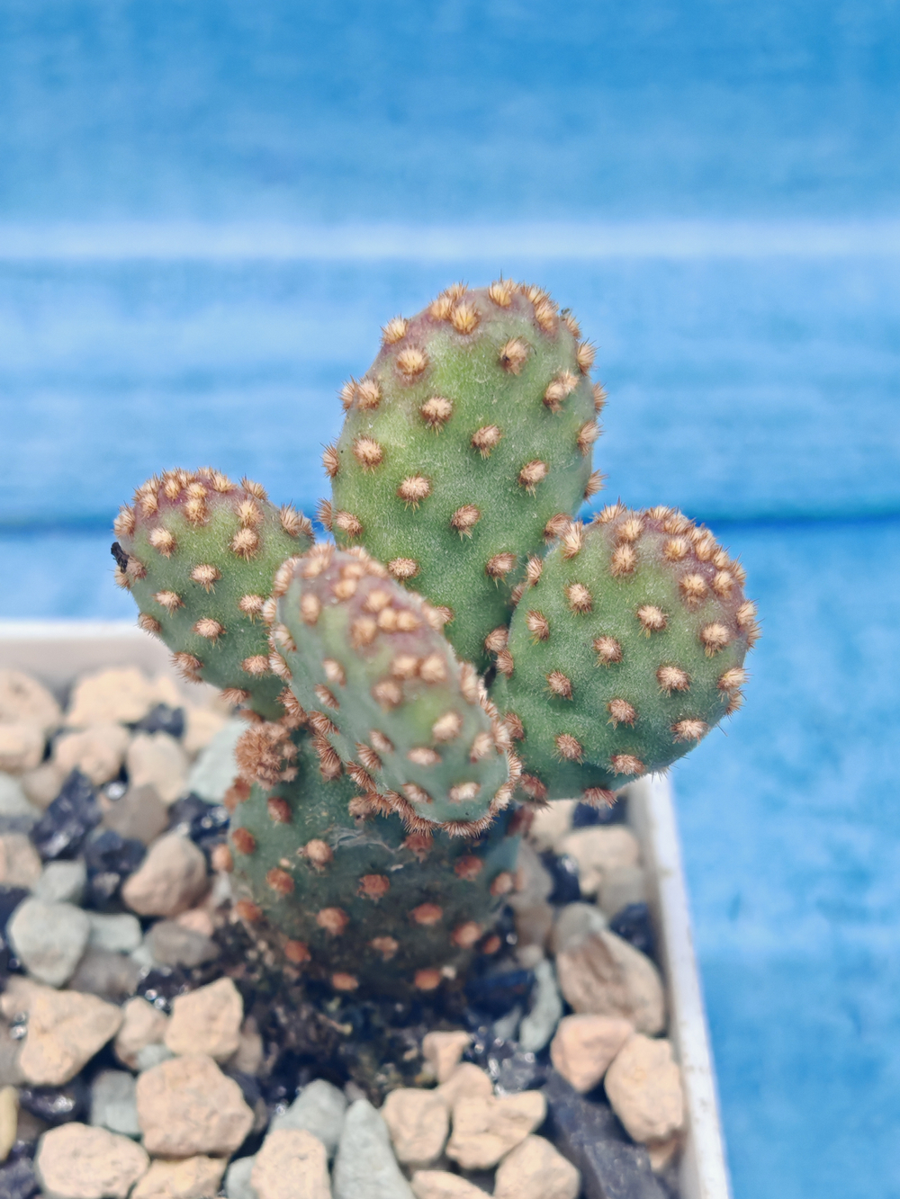 Opuntia Microdasys Rufida (Опунция)