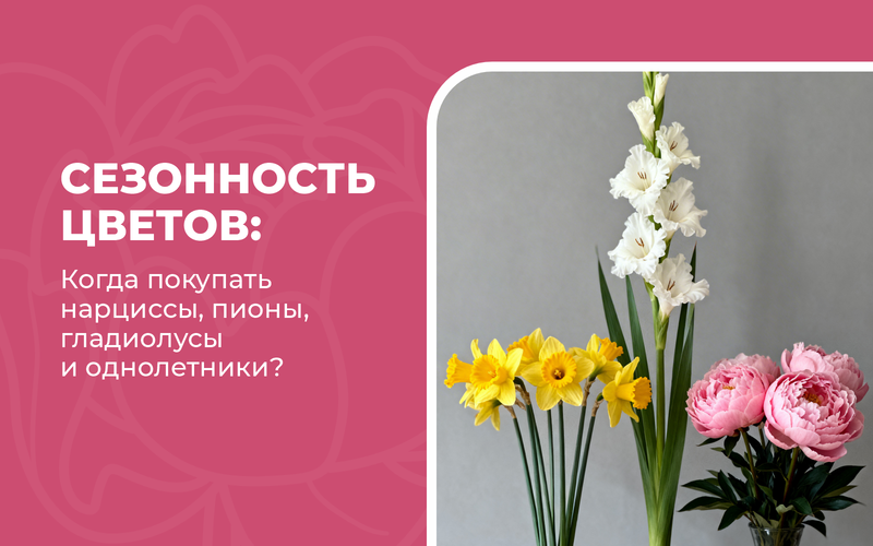 Сезонность цветов: когда покупать нарциссы, пионы, гладиолусы и однолетники Сезонность цветов: когда покупать нарциссы, пионы, гладиолусы и однолетники