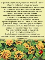 Вербейник Закат в глубинке скрученноцветковый лизимахия