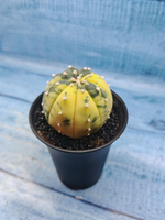 Astrophytum Asterias variagate (Астрофитум)