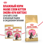 Royal Canin Maine Coon Kitten Киттен Мейн Кун Корм сухой для котят породы Мэйн Кун в возрасте от 4 до 15 месяцев 4кг