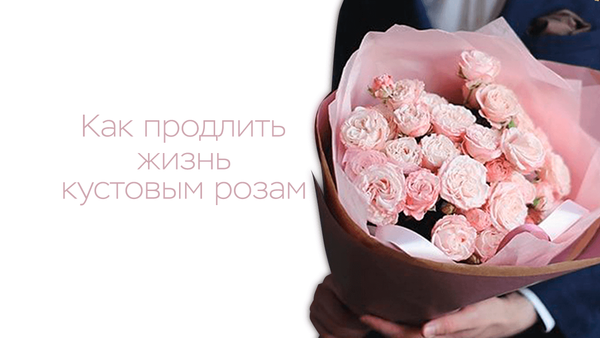 Как продлить жизнь кустовым розам?