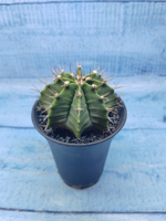 Gymnocalycium Mihanovichii (Гимнокалициум)