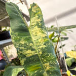 Филодендрон BILLIETIAE VAR 1 leaf