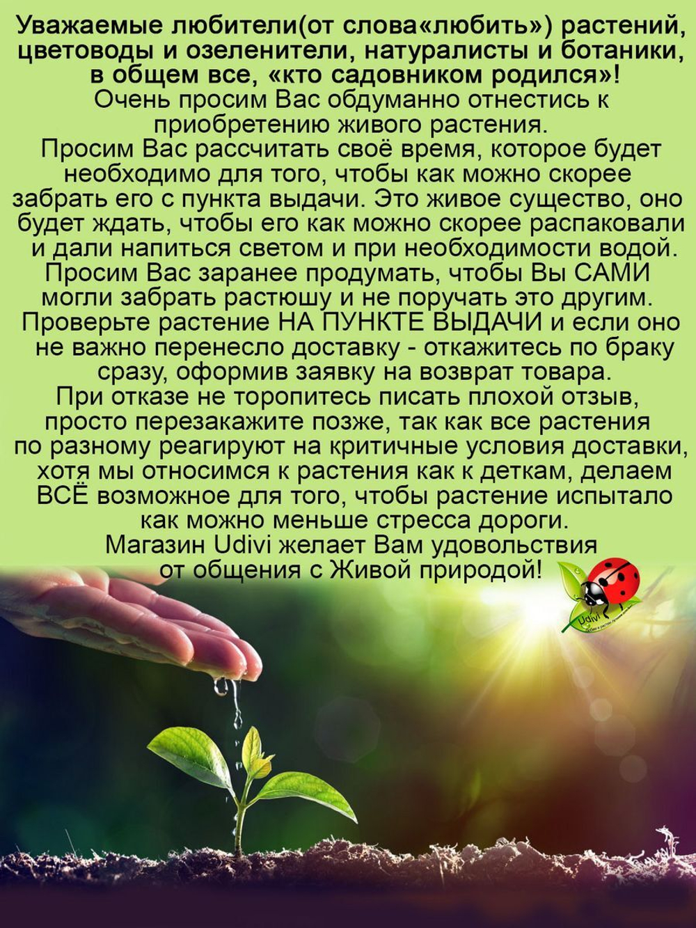 Барбарис Оранж Дрим Оранжевая мечта